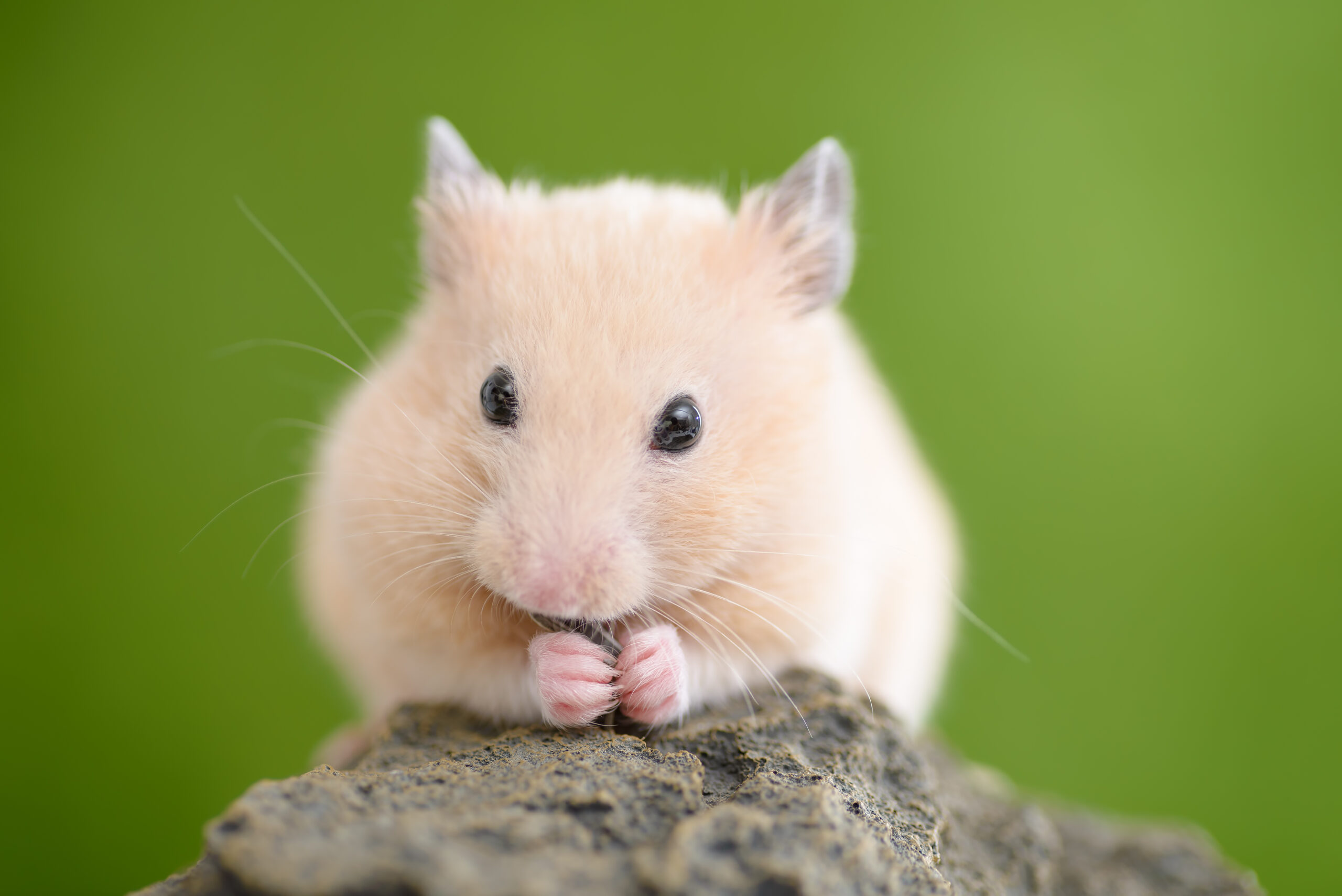 AdobeStock 62475098 scaled