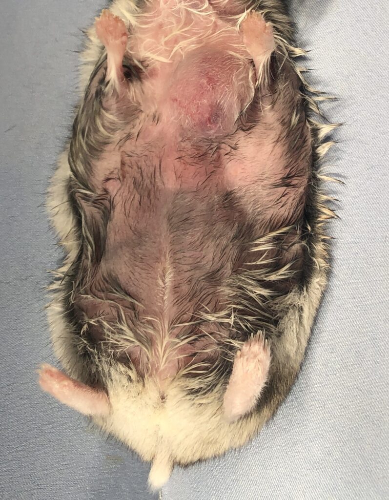 ハムスターの皮膚腫瘤切除