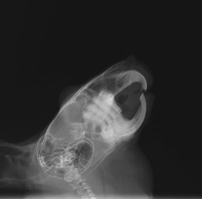 レントゲン検査の様子