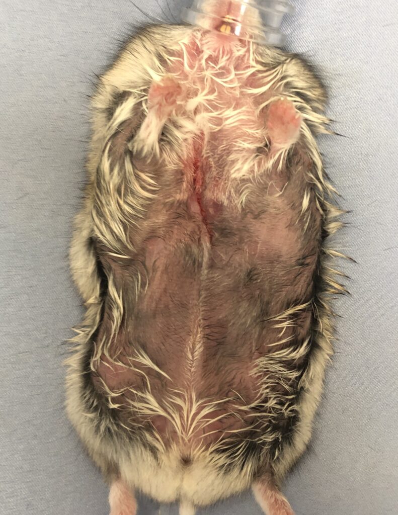 ハムスターの皮膚腫瘤切除