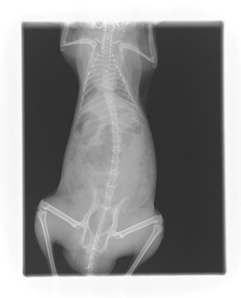 チンチラの胃腸うっ滞・鼓張症